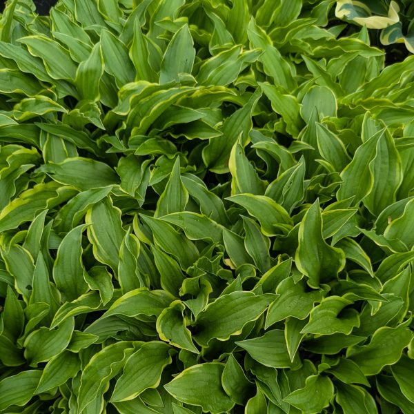 Hosta 'Tattle Tails'