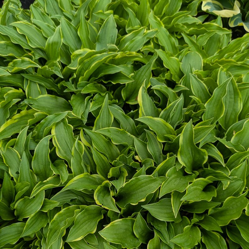 Hosta 'Tattle Tails'