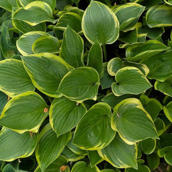 Hosta 'Torchlight'