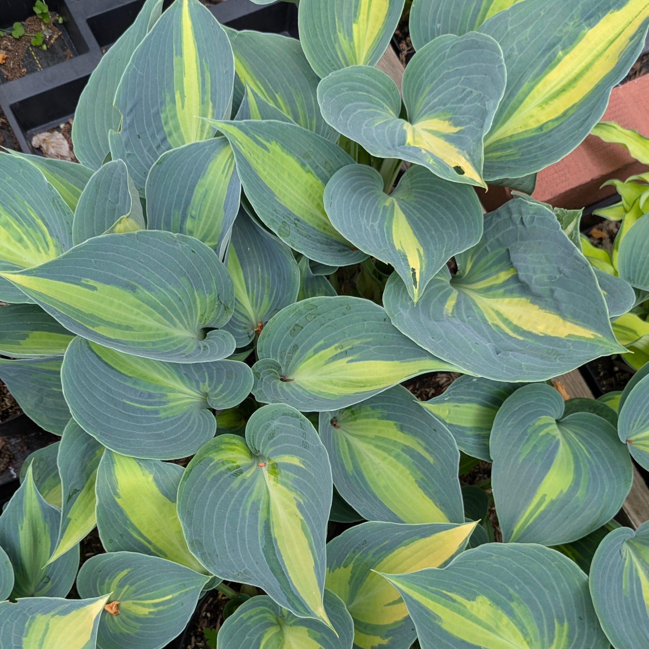 Hosta 'Touch of Class' ®