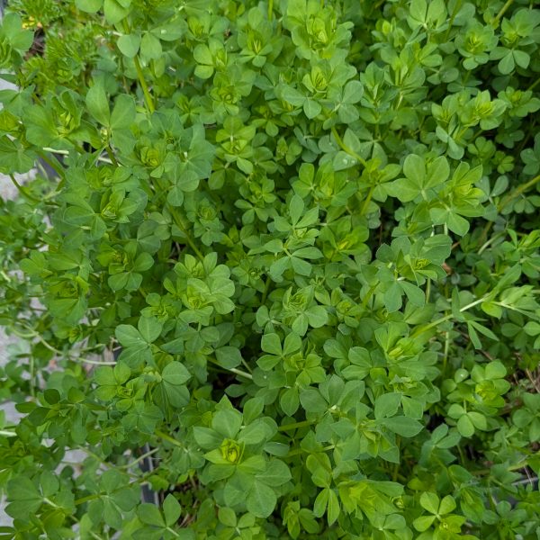 Lotus corniculatus