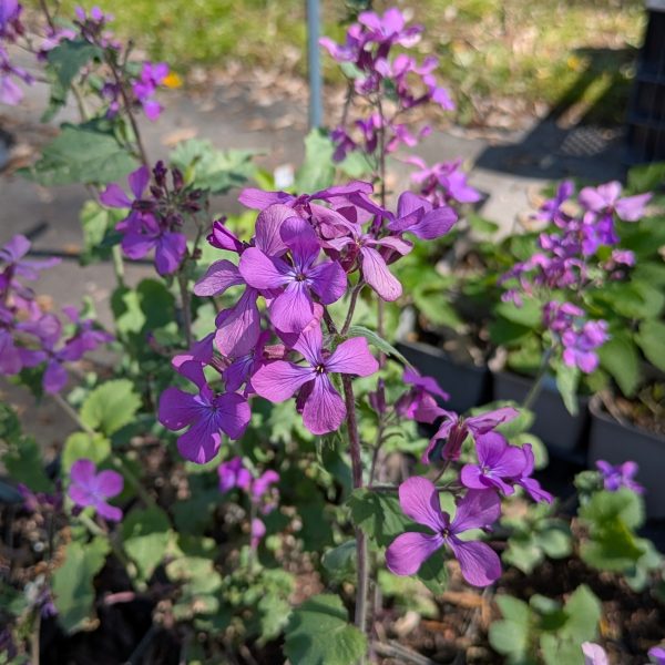 Lunaria annua (biennis)