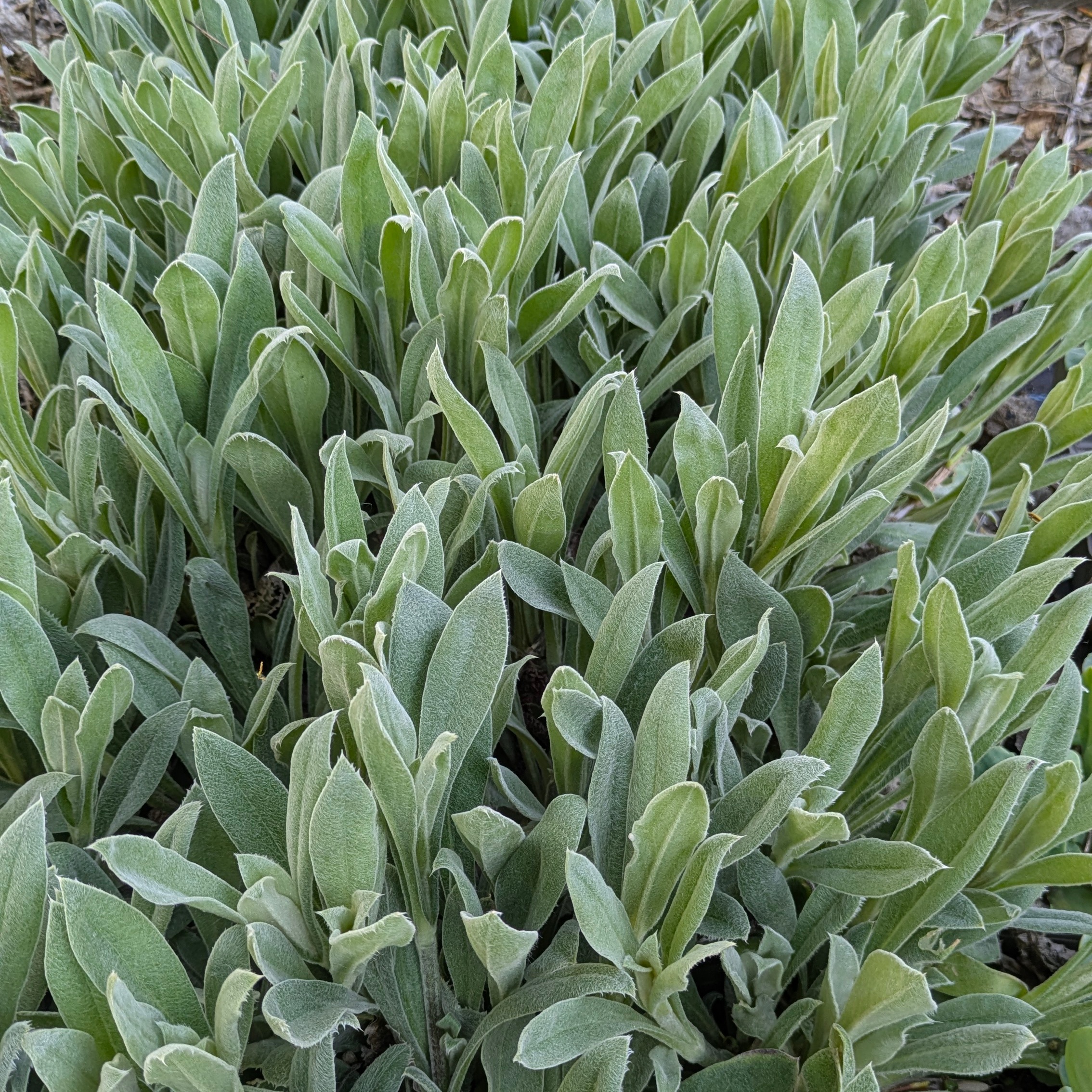 Silene (=Lychnis) coronaria