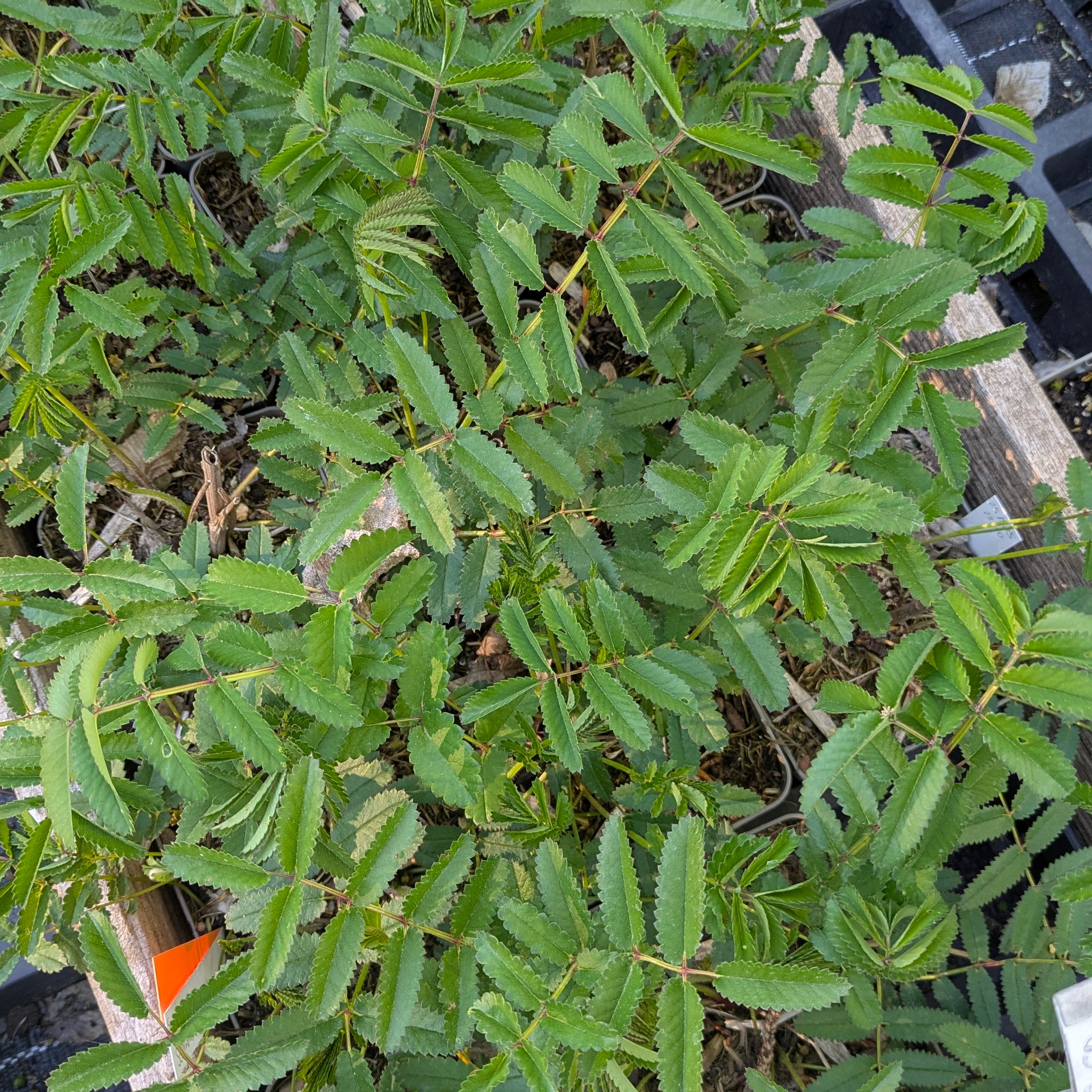Sanguisorba Tenuifolia-Hybr. 'Scapino'