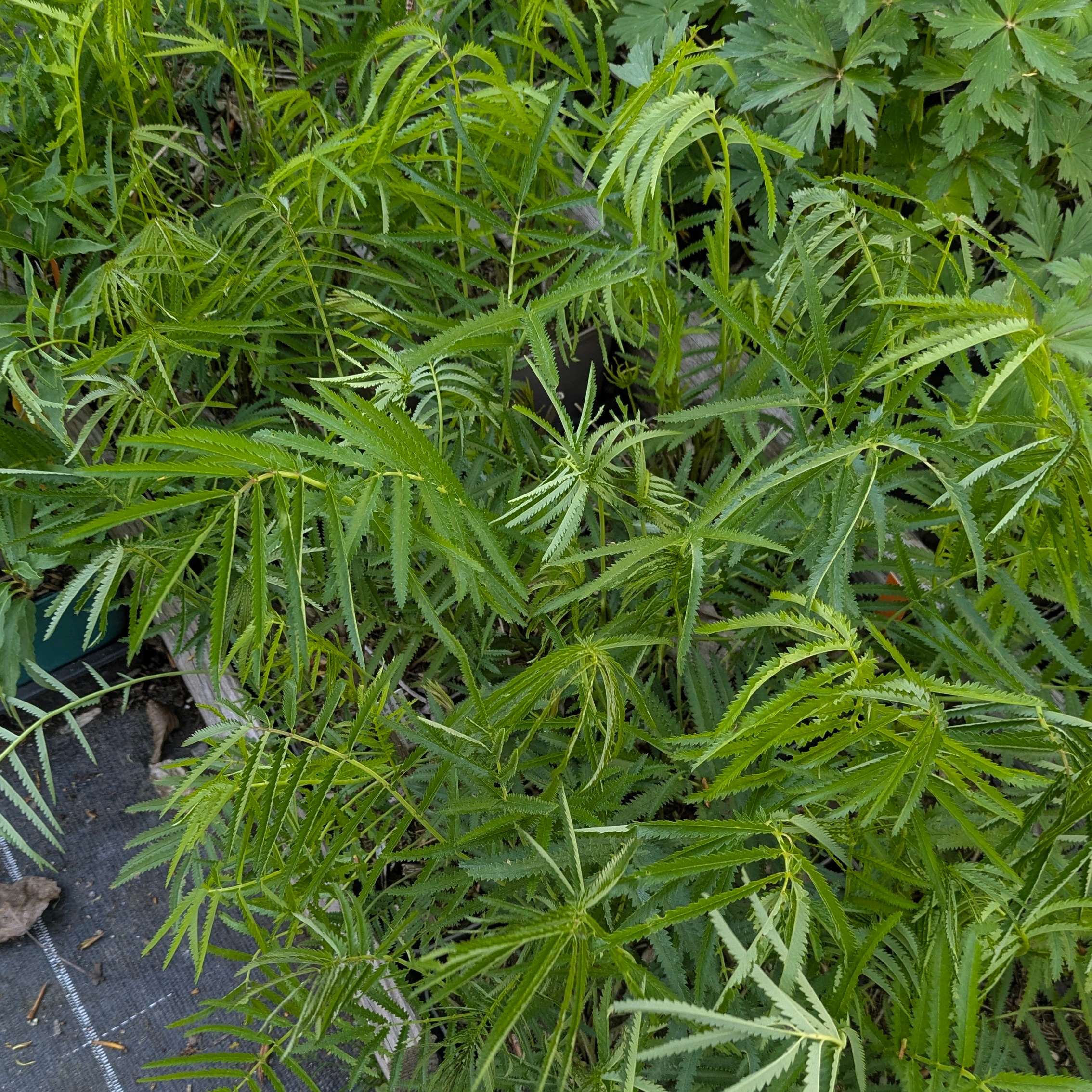Sanguisorba tenuifolia 'Albiflora'