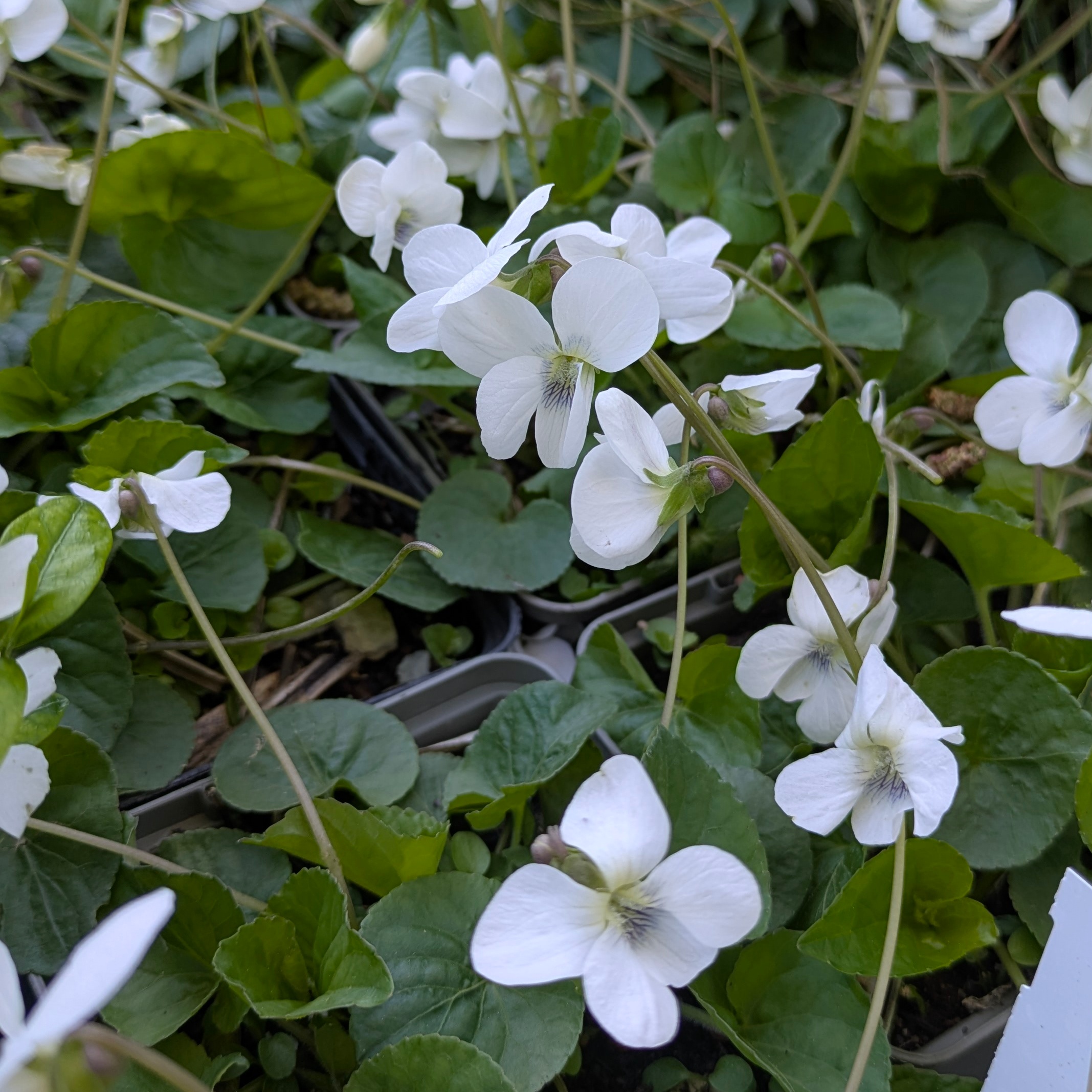 Viola sororia 'Albiflora'