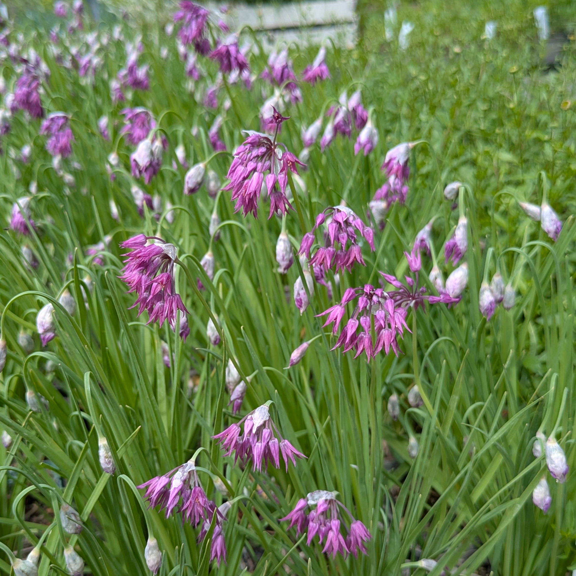 Allium cyathophorum var. farreri – Bild 3