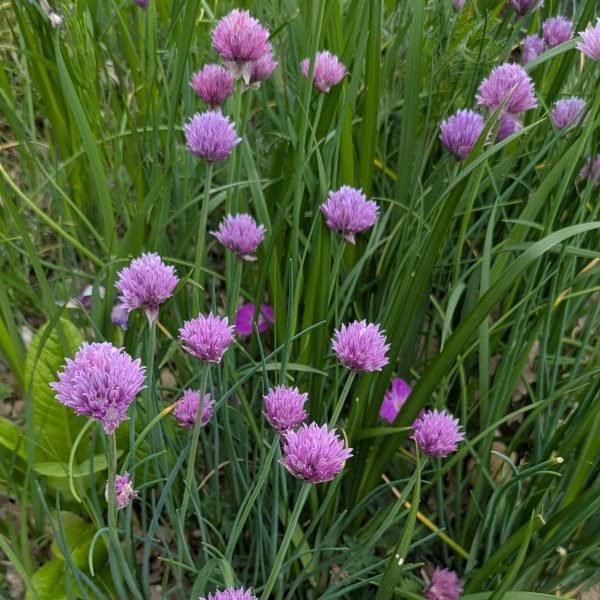 Allium schoenoprasum