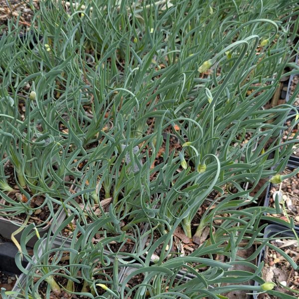 Allium senescens 'Blue Eddy'