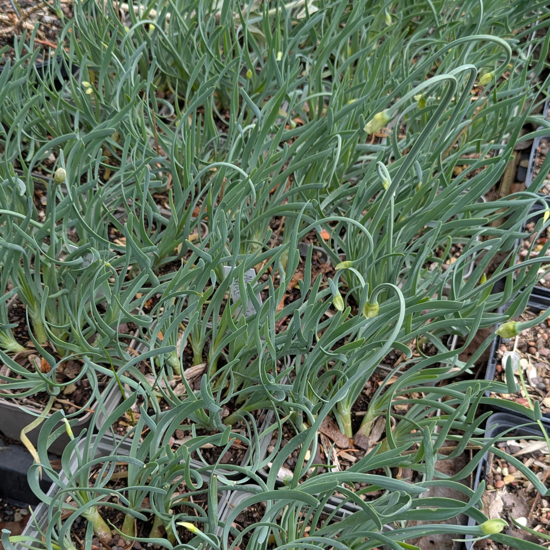 Allium senescens 'Blue Eddy'