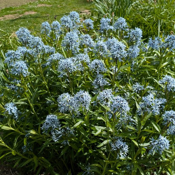 Amsonia tabernaemontana