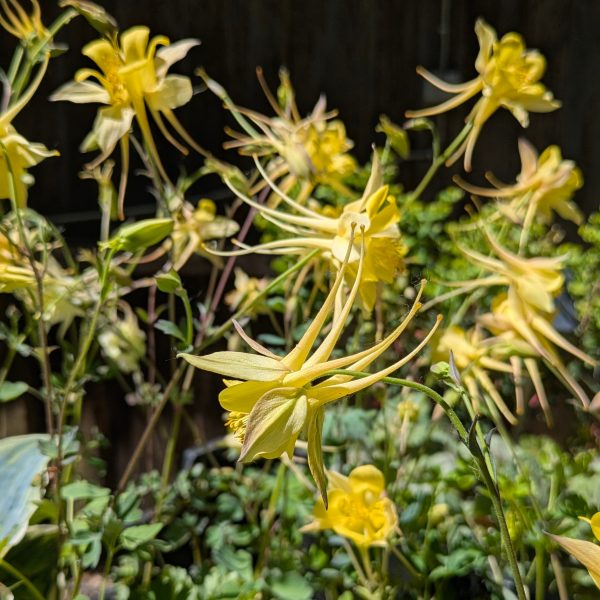 Aquilegia Hybr. 'Maxi'