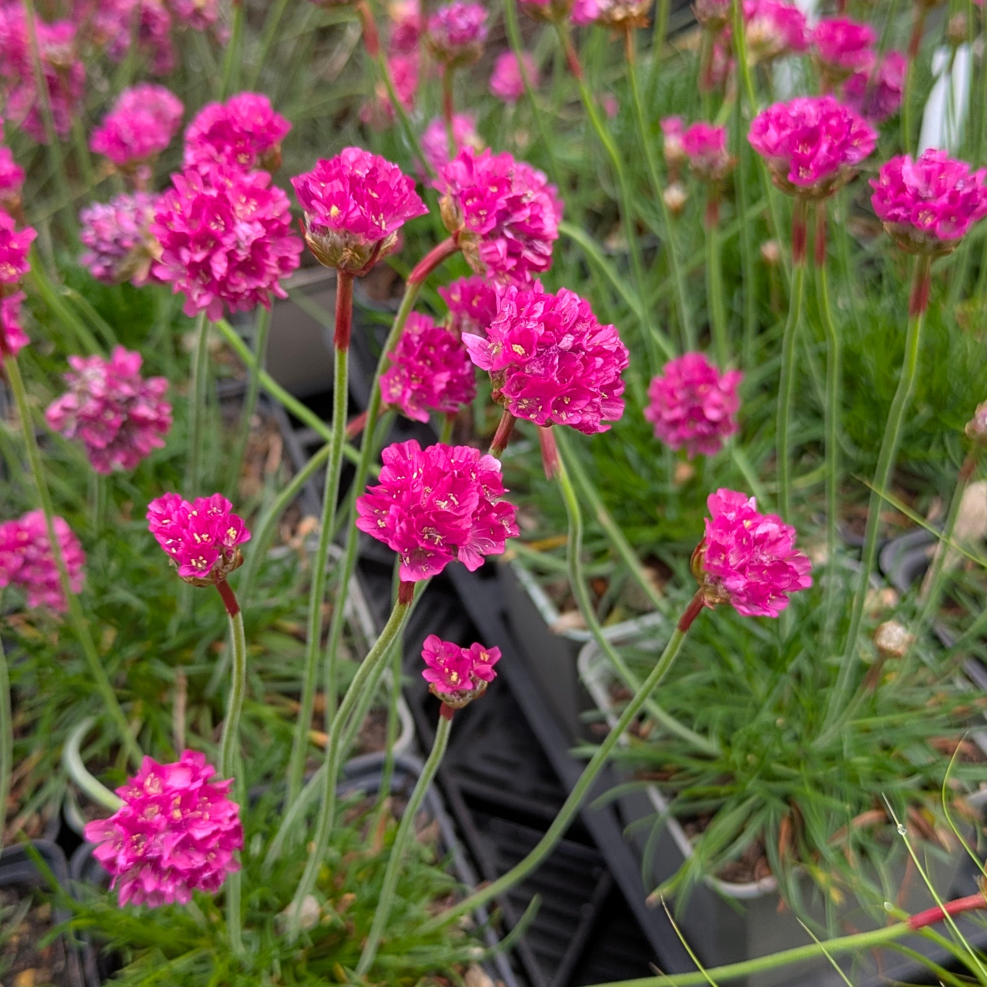 Armeria maritima 'Düsseldorfer Stolz'
