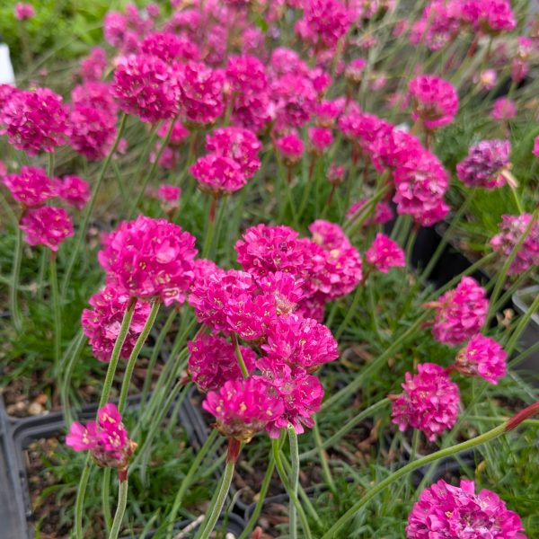 Armeria maritima 'Vesuv'