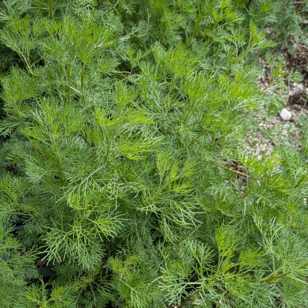 Artemisia abrotanum var. maritima