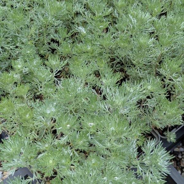 Artemisia schmidtiana 'Nana'