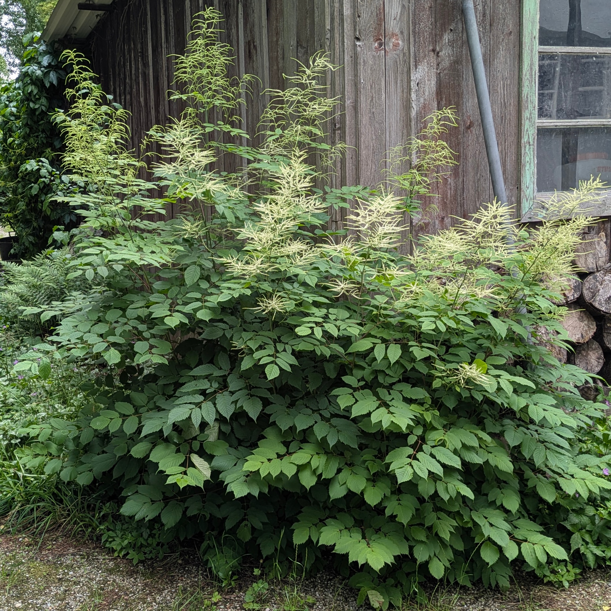Aruncus dioicus – Bild 3
