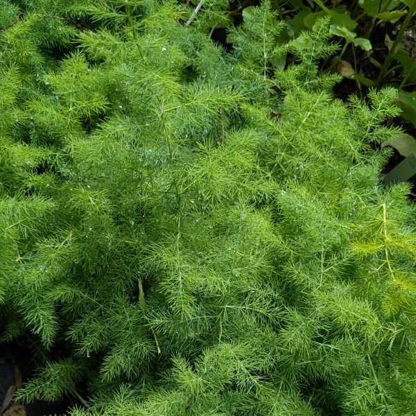 Asparagus tenuifolius