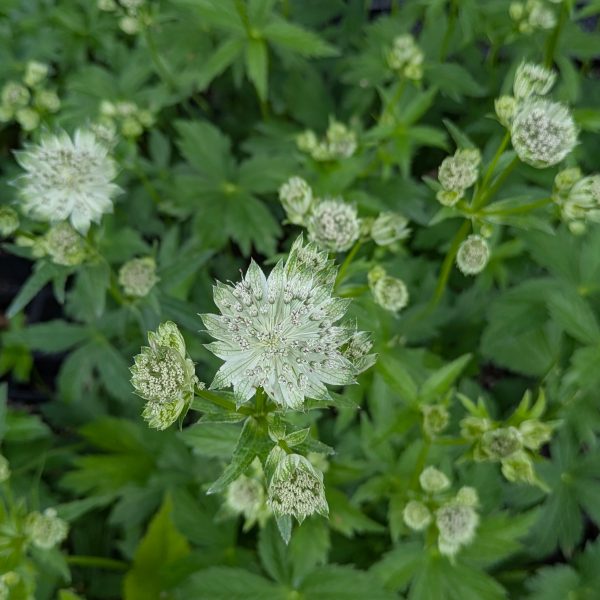 Astrantia major ssp.involucrata 'Shaggy'