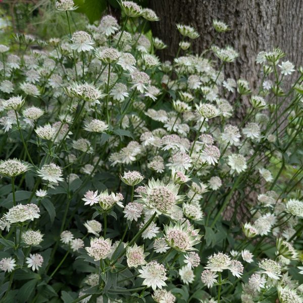 Astrantia major 'Buckland'