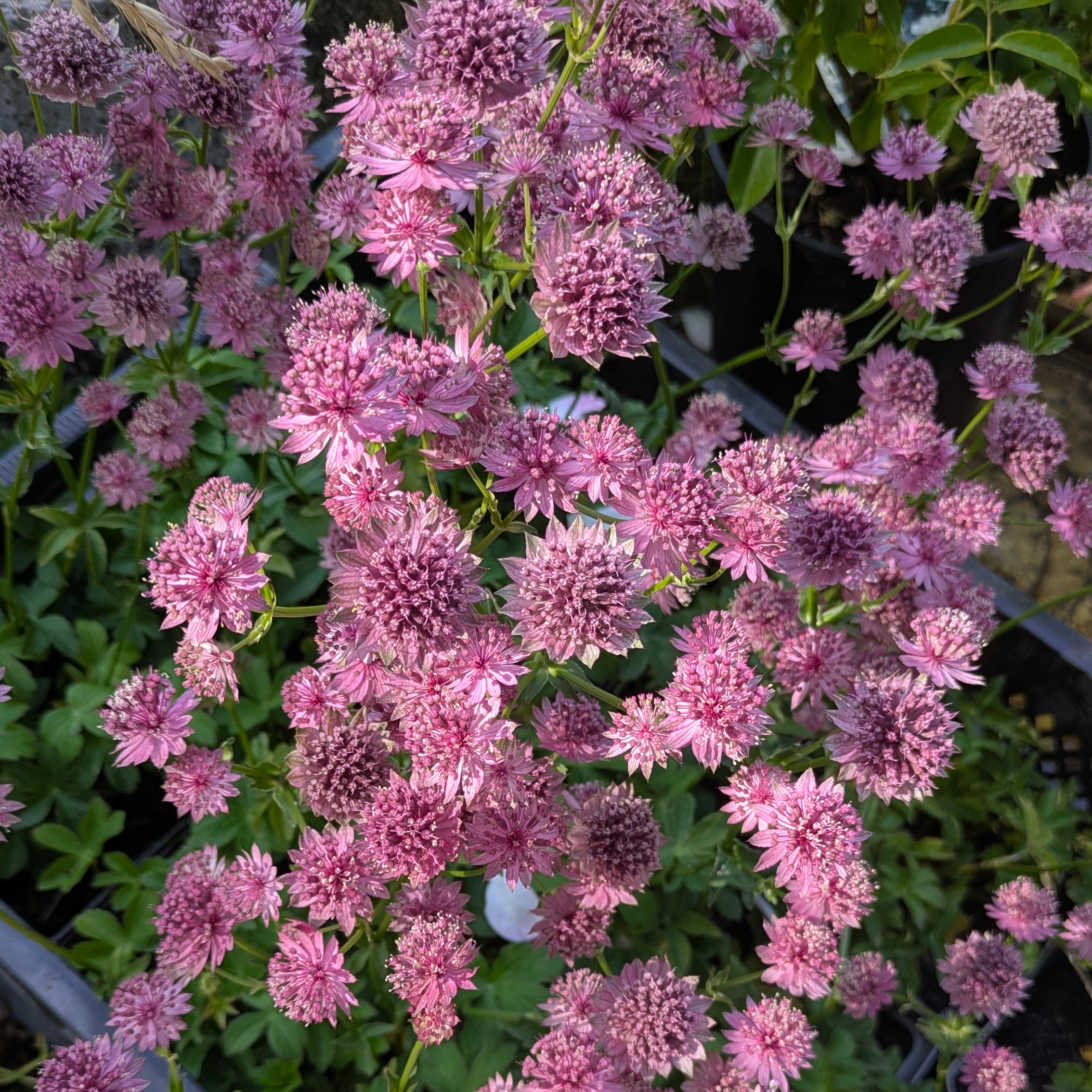 Astrantia major 'Roma' ®