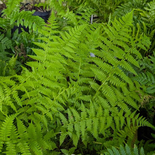 Athyrium filix-femina