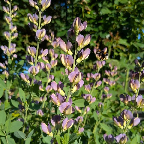 Baptisia Hybr. 'Twilite Prairieblues' ® P2