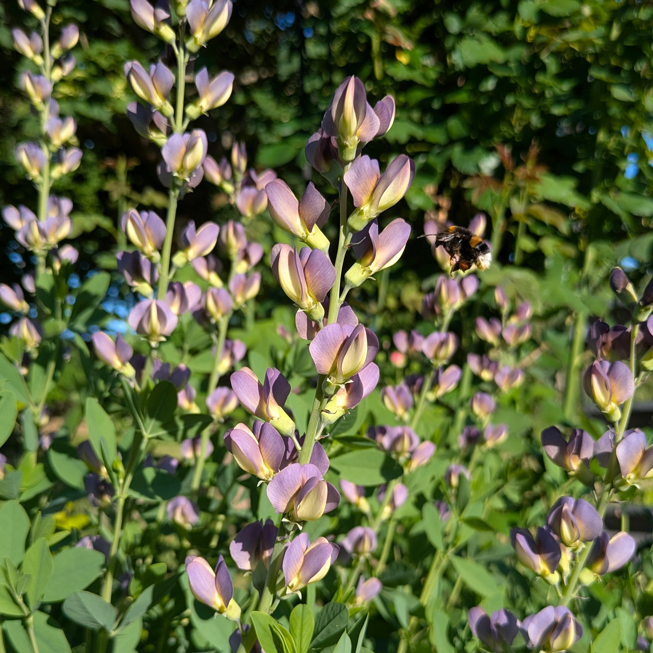 Baptisia Hybr. 'Twilite Prairieblues' ® P2