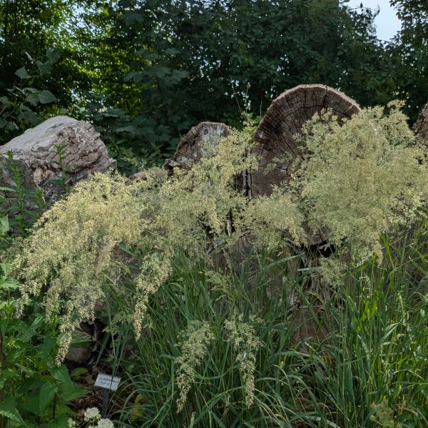 Calamagrostis varia