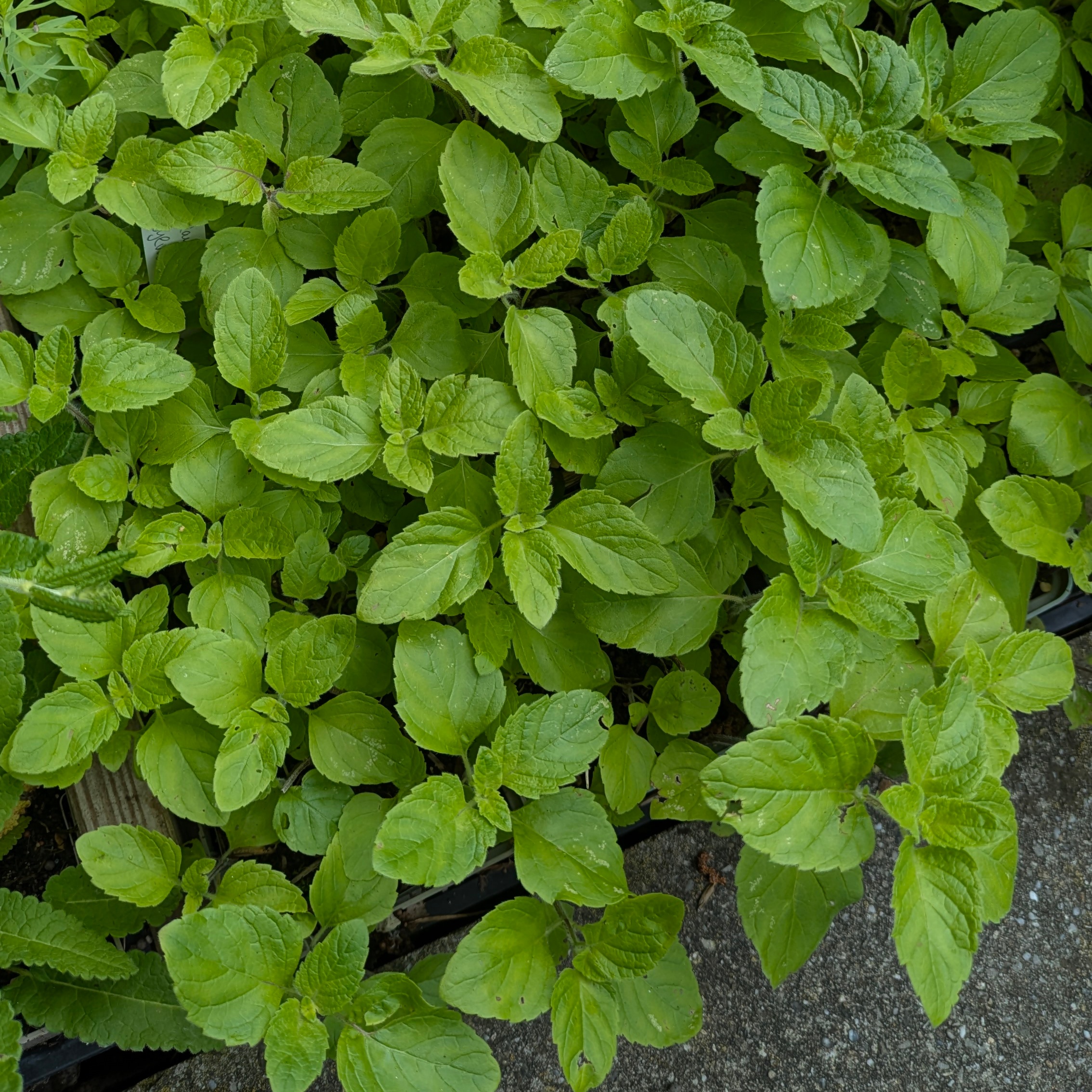 Calamintha sylvatica (=menthifolia)