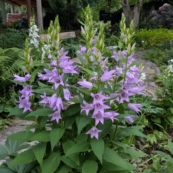 Campanula latifolia var. macrantha