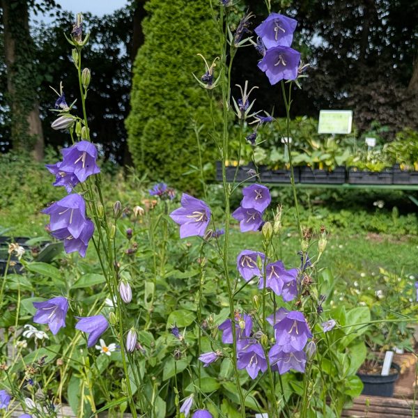 Campanula persicifolia