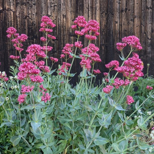 Centranthus ruber 'Coccineus'