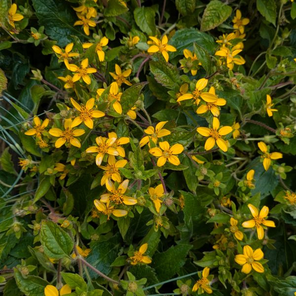 Chrysogonum virginianum