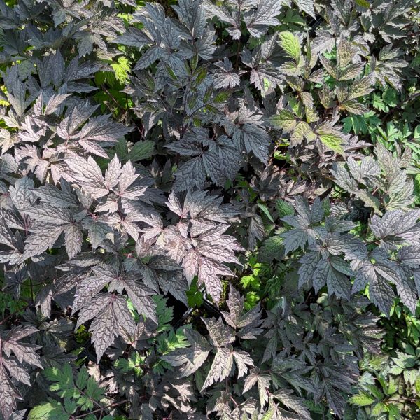 Actaea simplex 'Brunette'