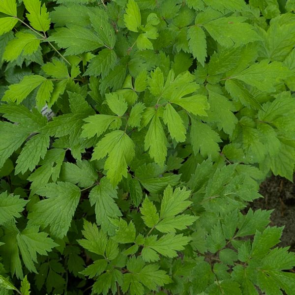 Actaea ramosa