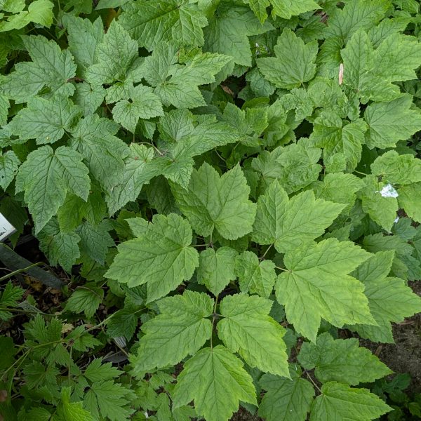 Actaea racemosa var. cordifolia