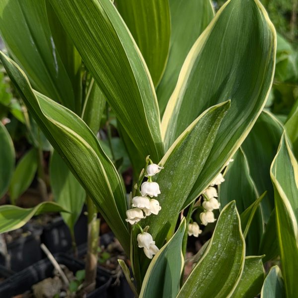 Convallaria majalis 'Silberconfolis'