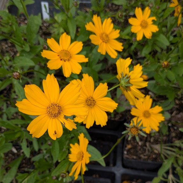 Coreopsis grandiflora 'Christchurch'