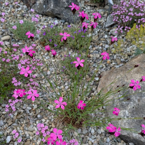 Dianthus carthusianorum