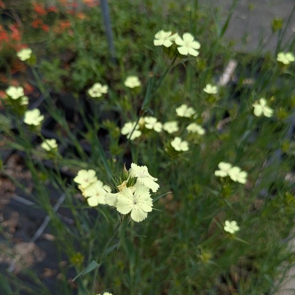 Dianthus knappii