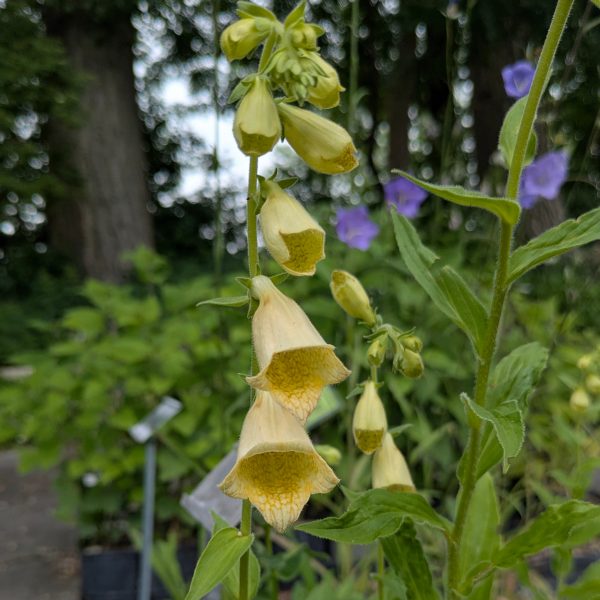 Digitalis grandiflora (=ambigua)