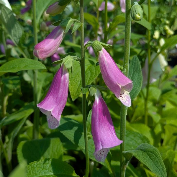 Digitalis purpurea