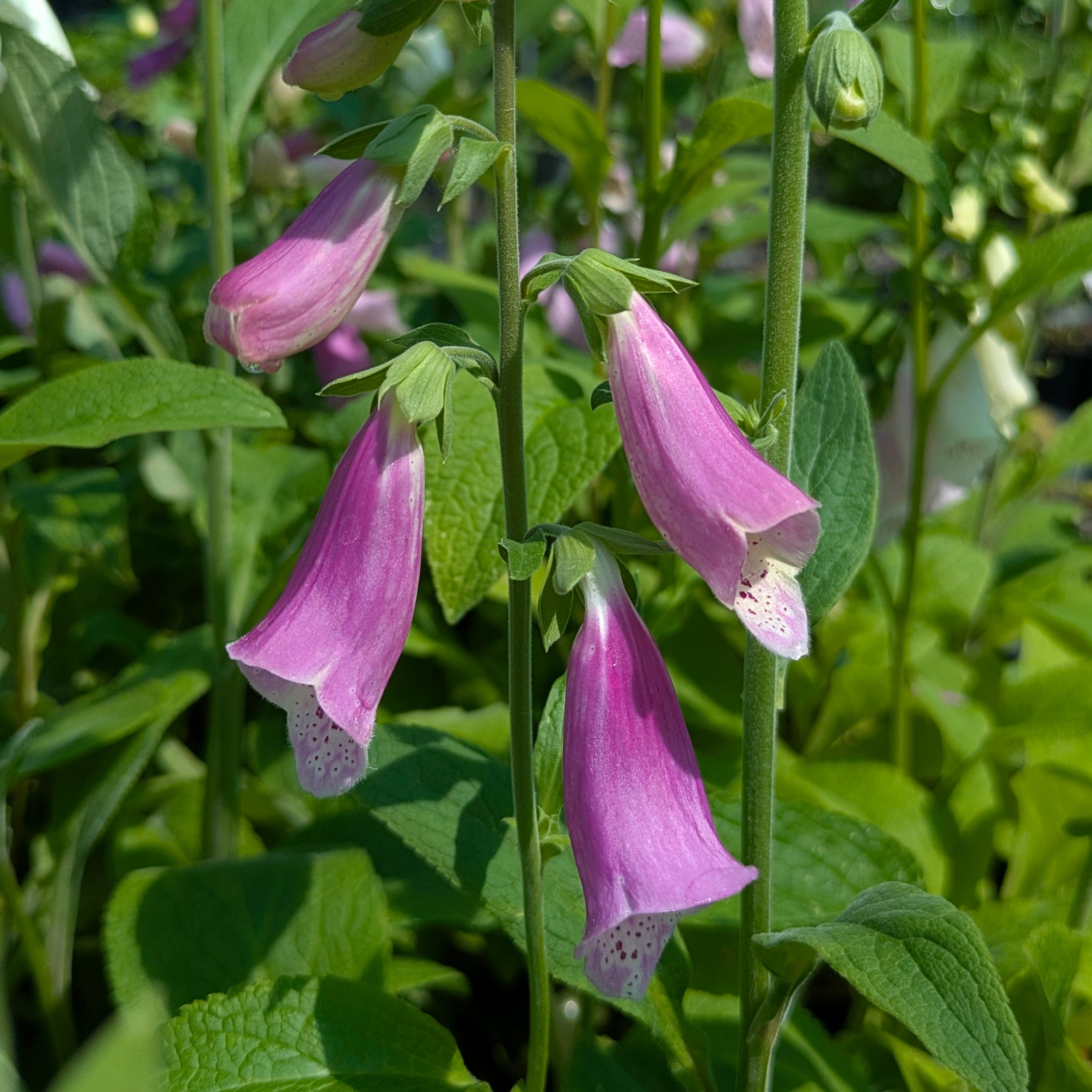 Digitalis purpurea