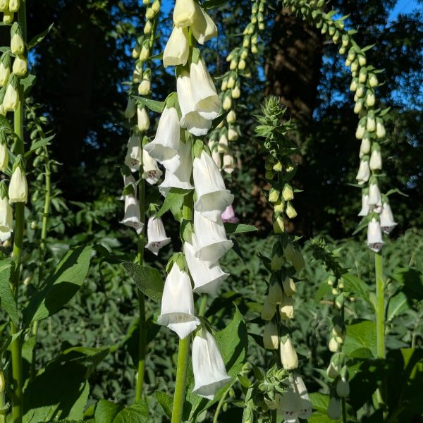 Digitalis purpurea 'Alba'