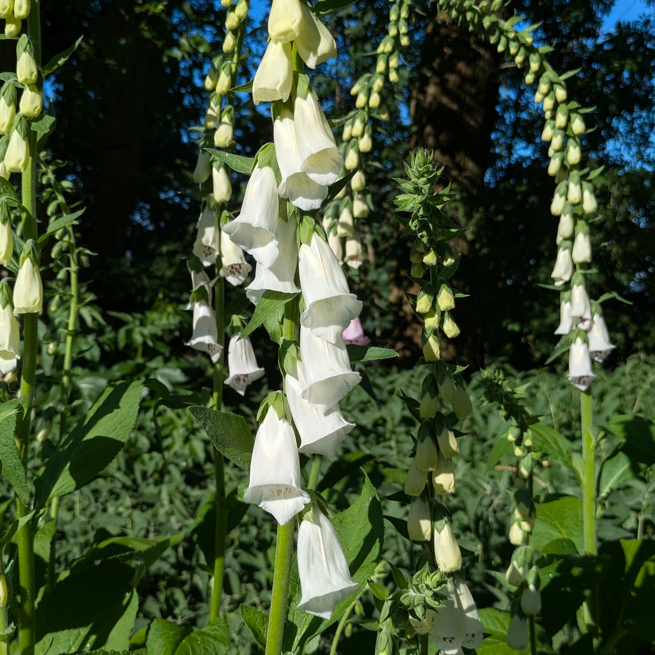 Digitalis purpurea 'Alba'