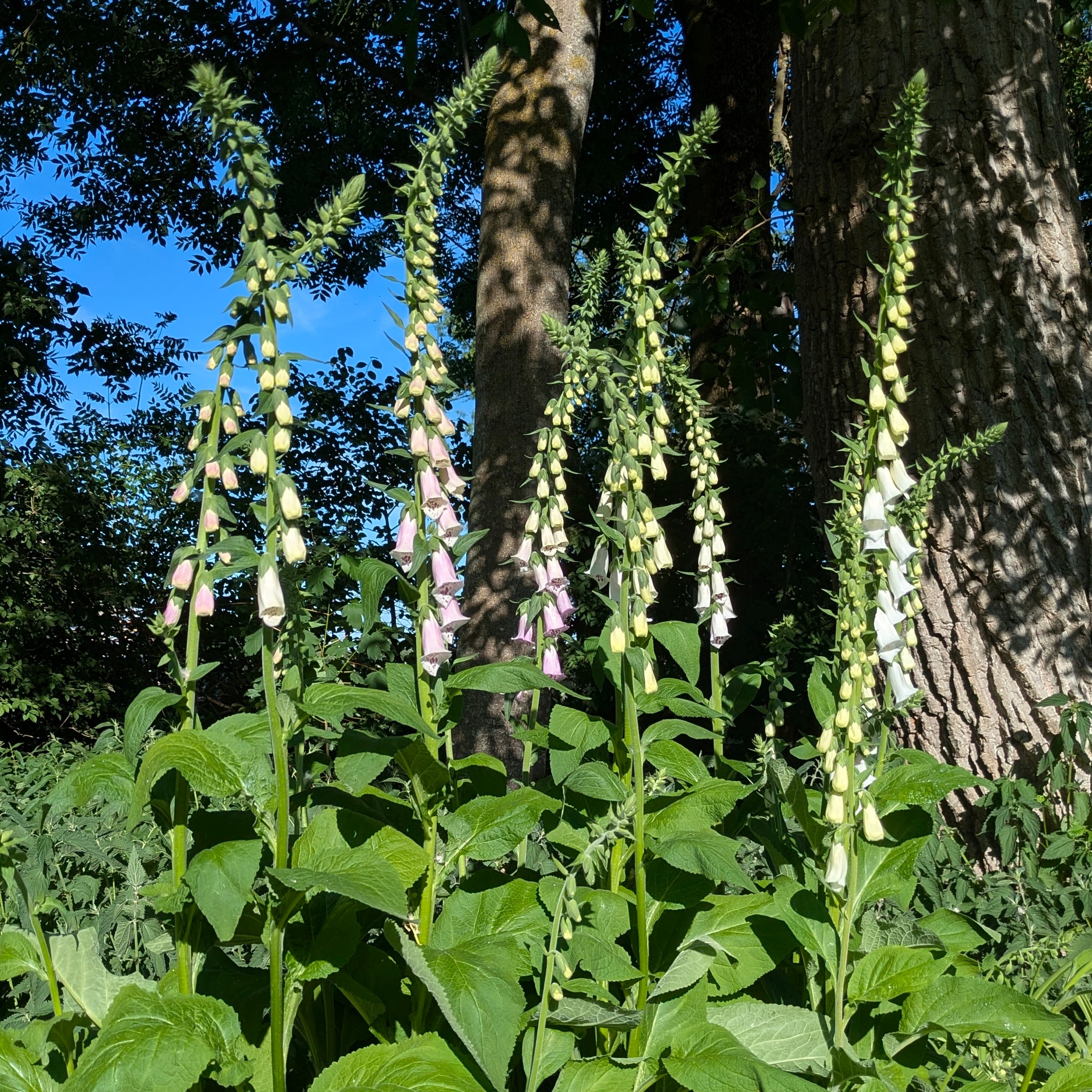 Digitalis purpurea 'Alba' – Bild 2