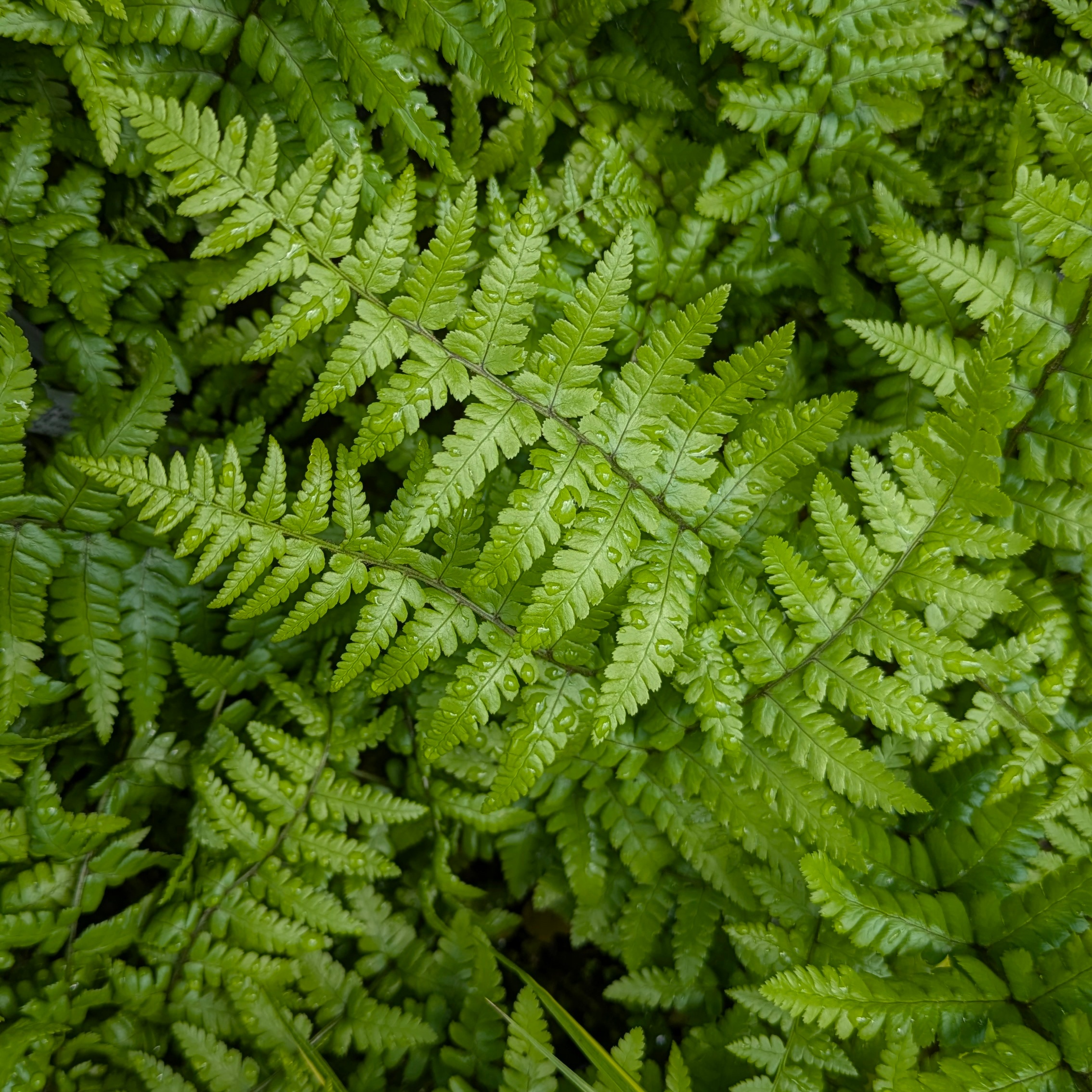 Dryopteris affinis – Bild 2