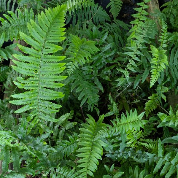 Dryopteris atrata