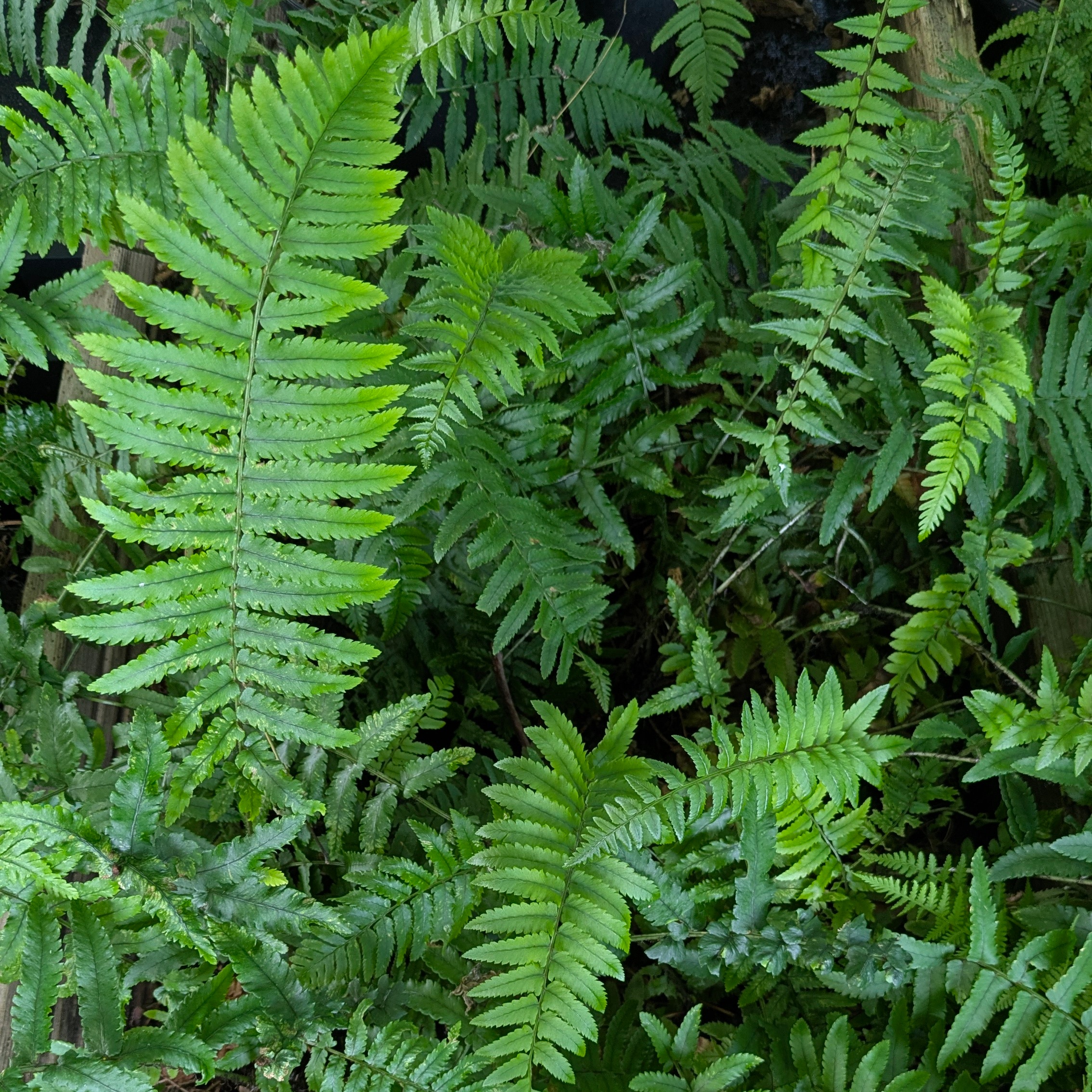 Dryopteris atrata